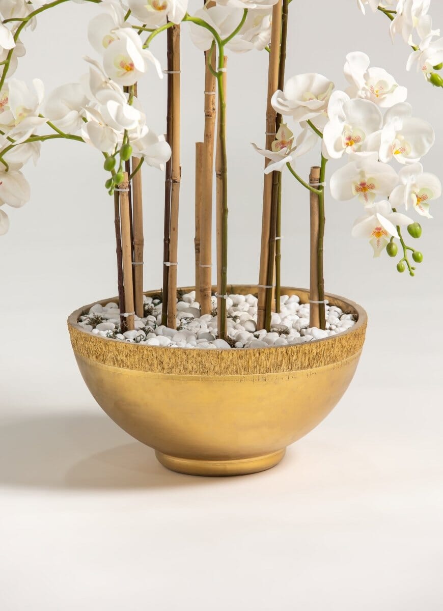 Phalaenopsis Orchidificial Plant II