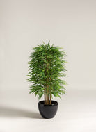 Dracaena Sanderiana Artificial Plant (Pot not included) FLO 