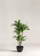 Dracaena Fragrans Artificial Plant II (Pot not included) FLO 