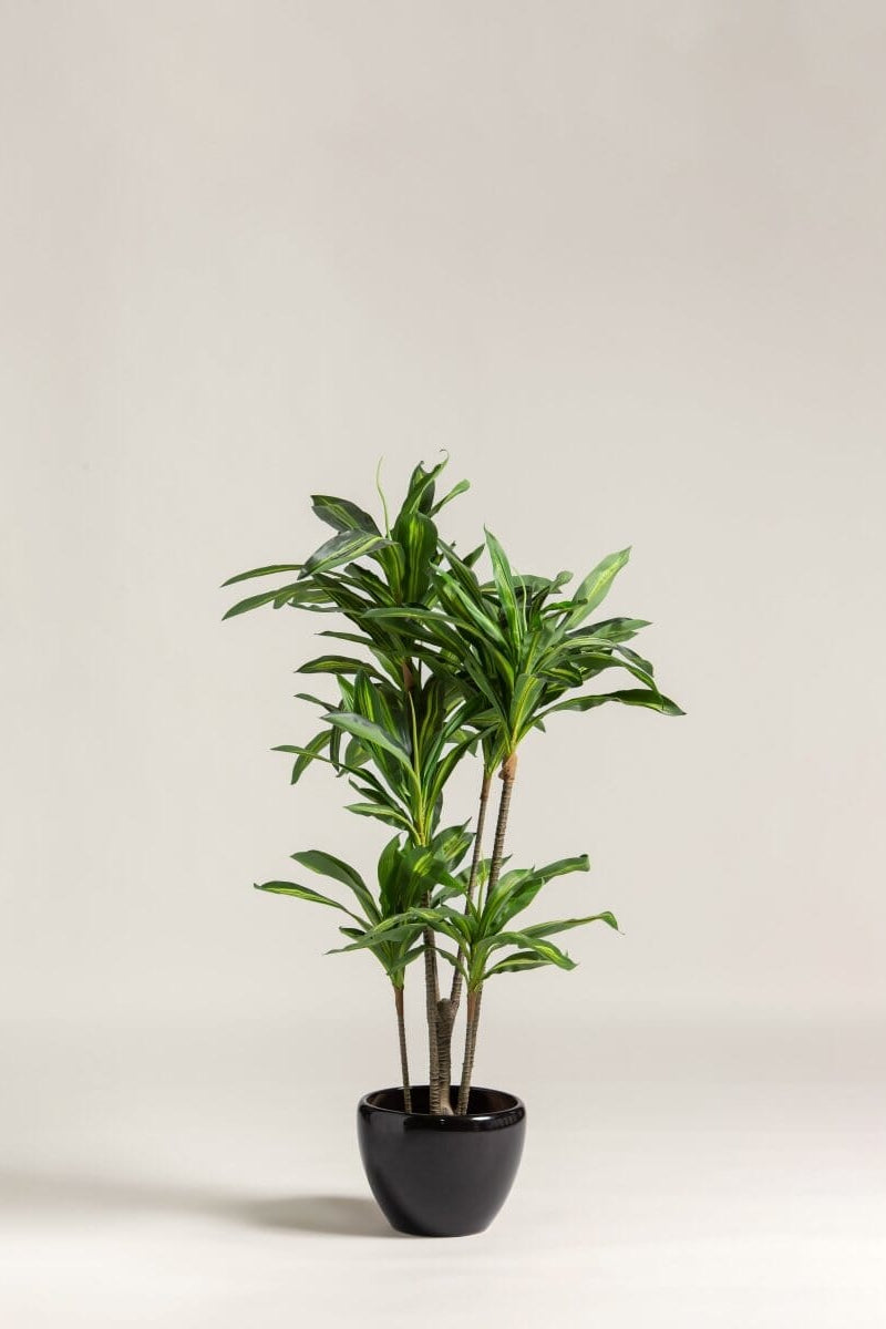 Dracaena Fragrans Artificial Plant II