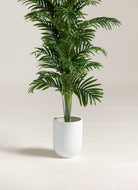 Kentia Palm Artificial Plant (Pot not included) FLO 