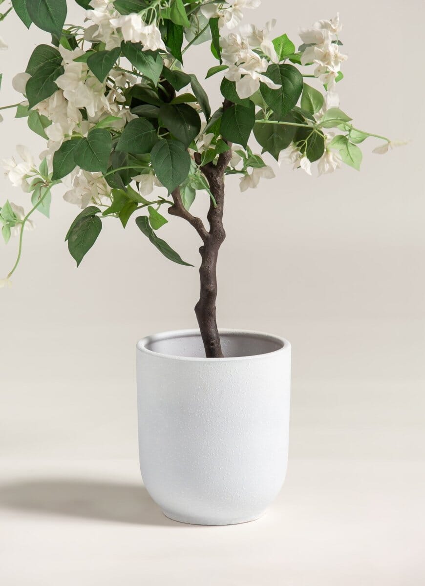 Bougainvillea Glabraificial Plant (Pot not included)