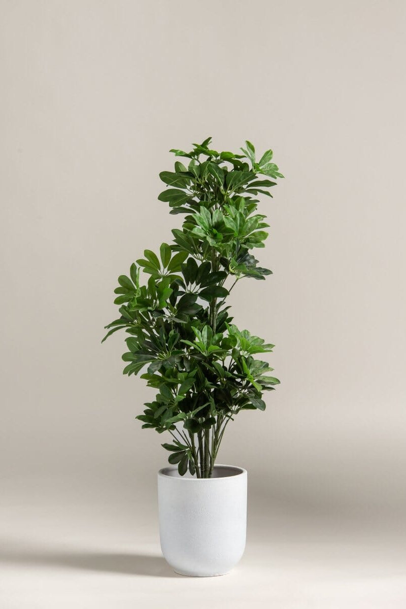 Schefflera Arboricola Artificial Plant