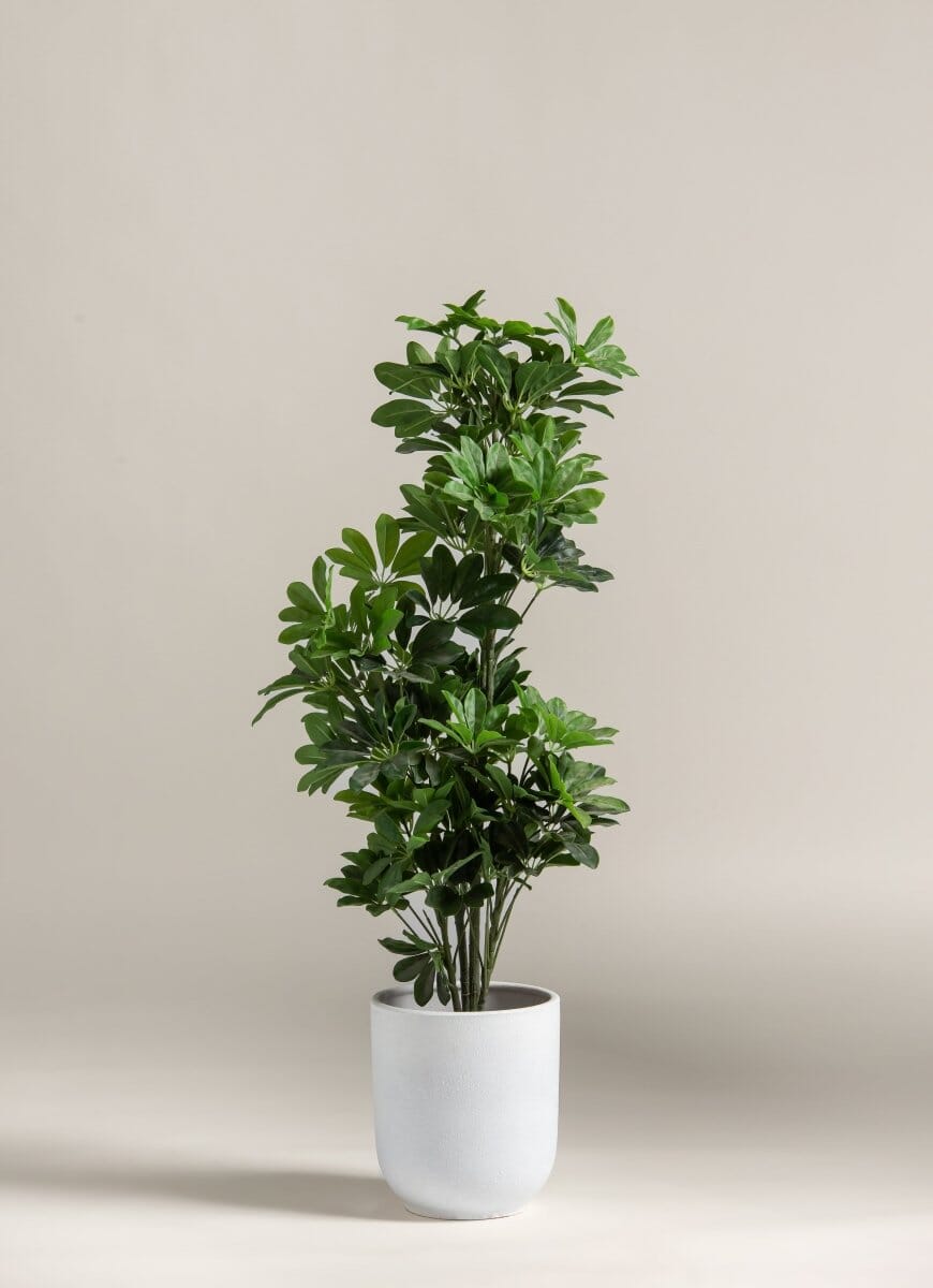 Schefflera Arboricola Artificial Plant (Pot not included) FLO 