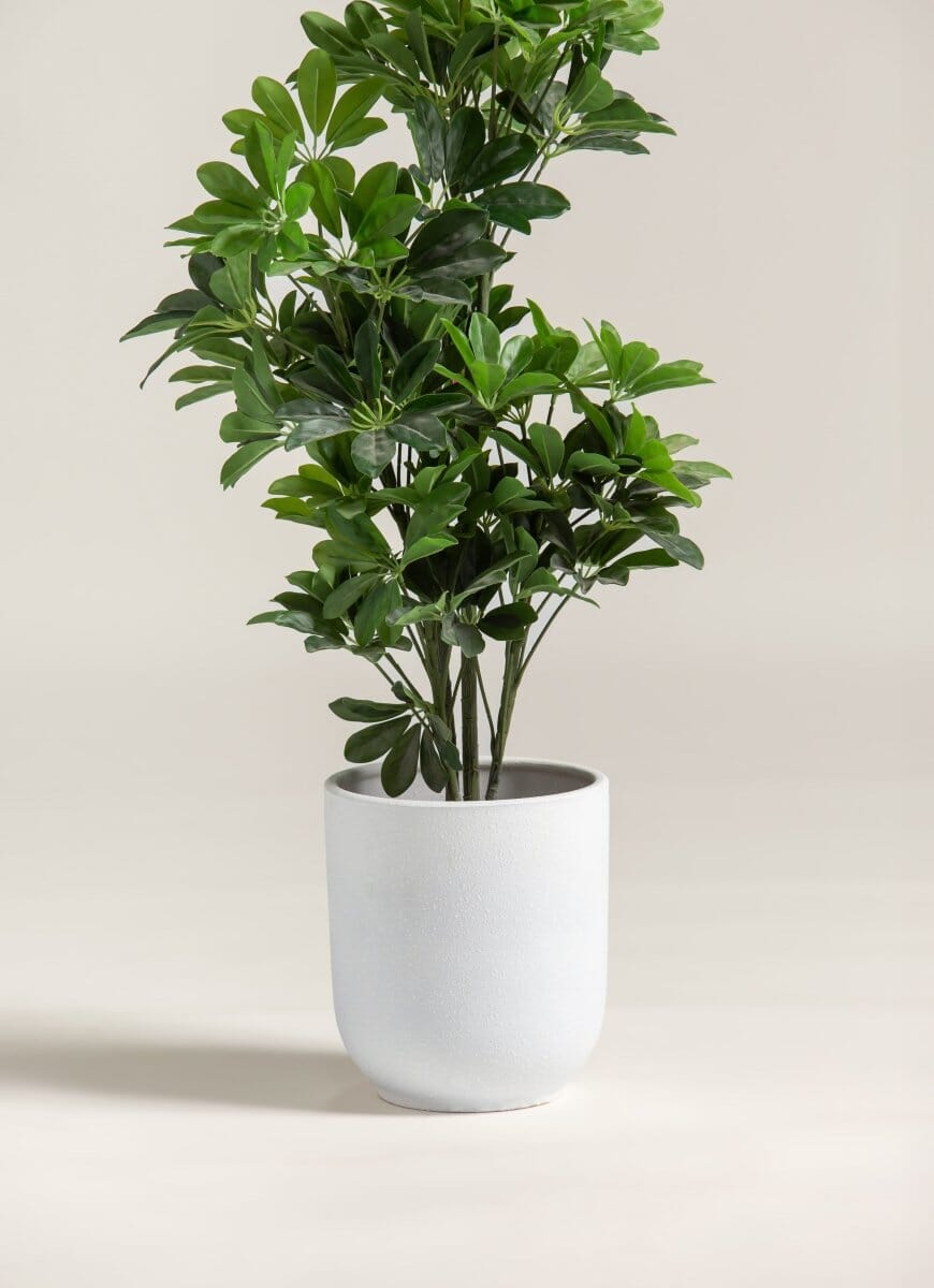Schefflera Arboricolaificial Plant (Pot not included)