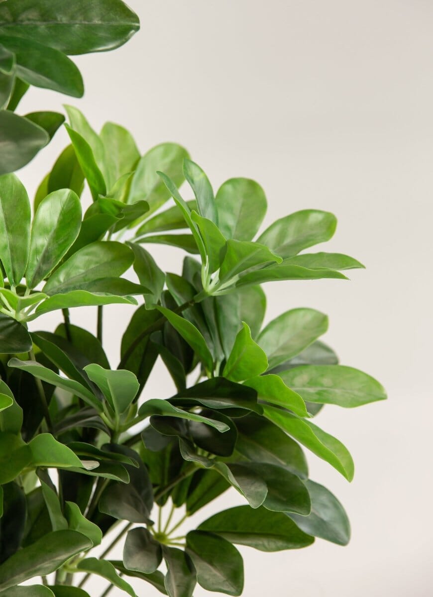 Schefflera Arboricola Artificial Plant (Pot not included) FLO 