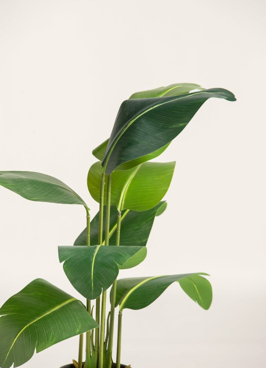 Strelitzia Nicolaiificial Plant (4 Sizes)(Pot not included)