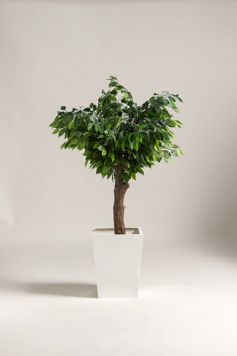 Ficus Benjamina Artificial Tree With Natural Wood Trunk