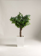 Ficus Benjamina Artificial Tree With Natural Wood Trunk (3 Sizes) FLO 