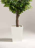 Ficus Benjamina Artificial Tree With Natural Wood Trunk (3 Sizes) FLO 