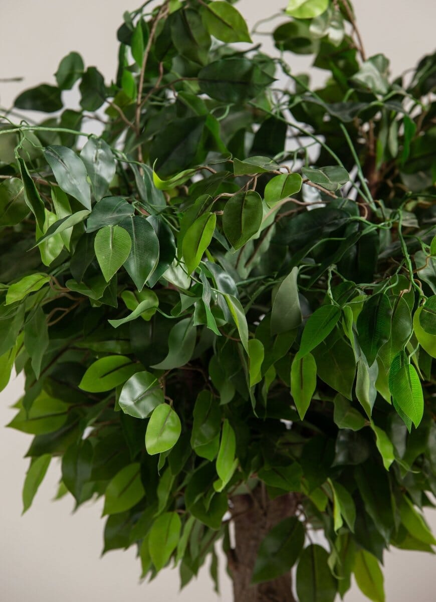 Ficus Benjaminaificial Tree With Natural Wood Trunk (3 Sizes)