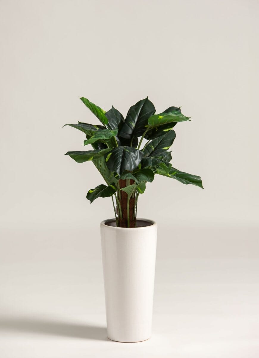 Alocasia Artificial Plant (Pot not included) FLO 