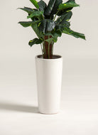 Alocasia Artificial Plant (Pot not included) FLO 