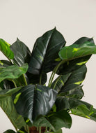 Alocasia Artificial Plant (Pot not included) FLO 