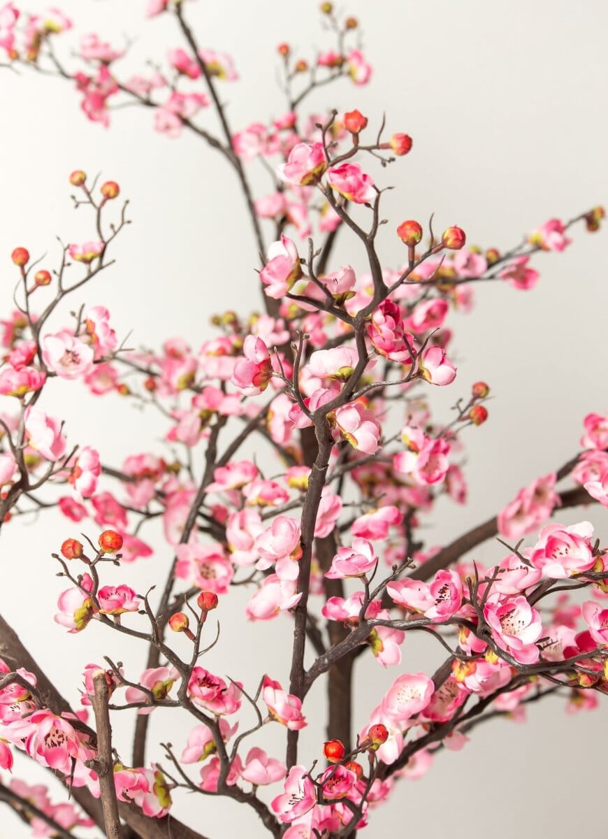 Prunus Mumeificial Tree (3 Sizes)(Pot not included)