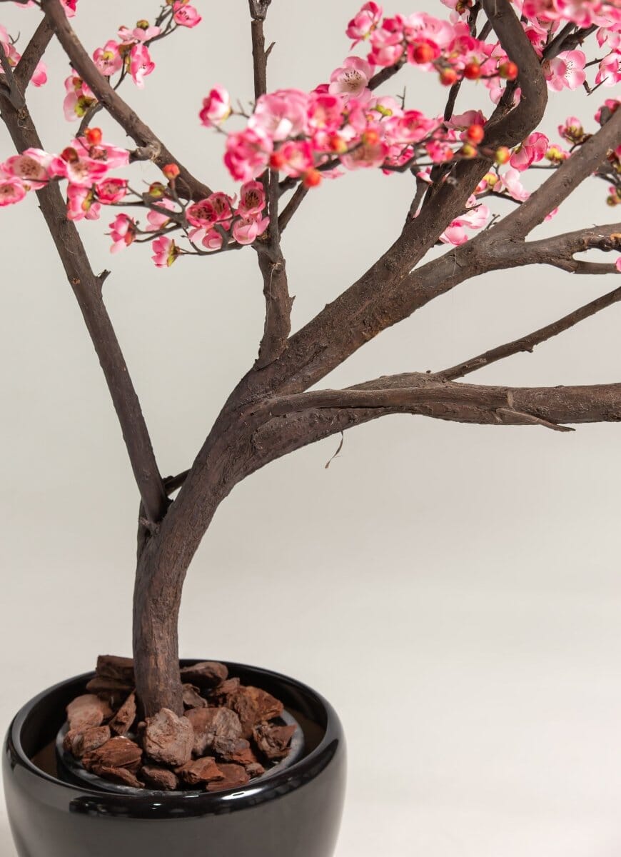 Prunus Mumeificial Tree (3 Sizes)(Pot not included)