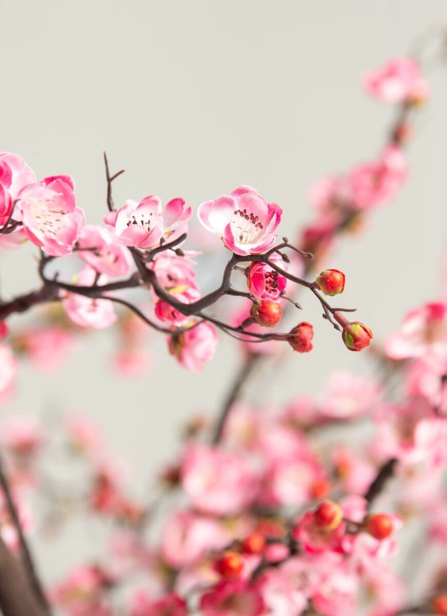 Prunus Mumeificial Tree (3 Sizes)(Pot not included)