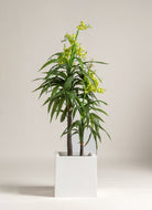 Dendrobium Orchidificial Plant (3 Sizes)(Pot not included)