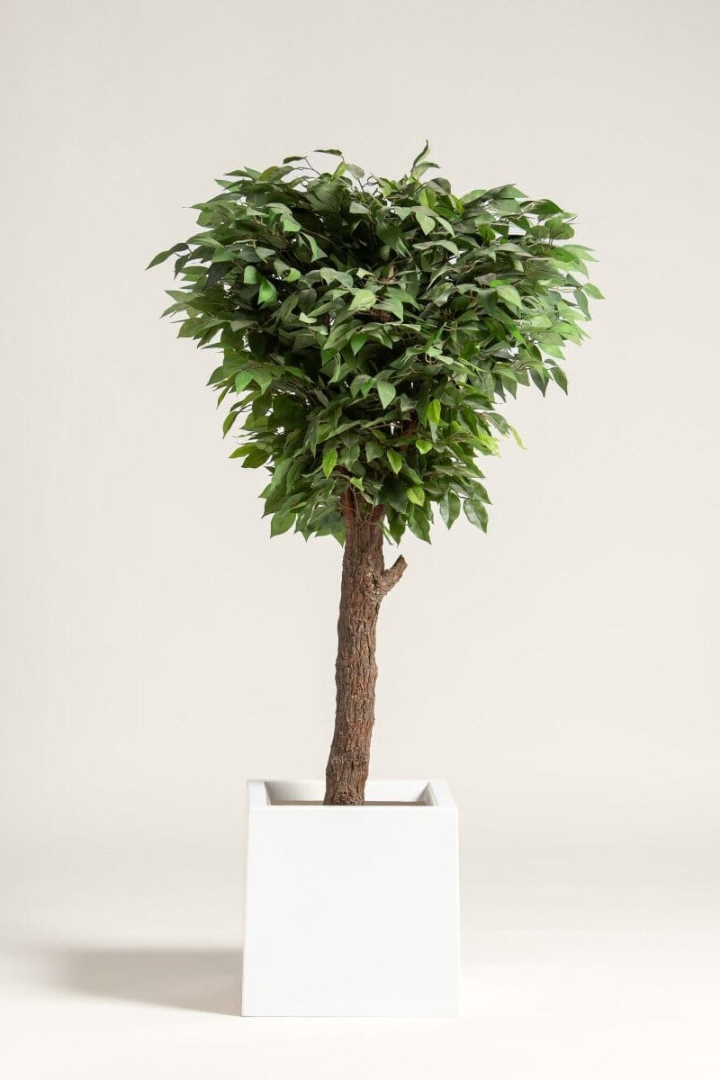 Ficus Artificial Tree — Decorative Accent with Natural Wooden Trunk ...