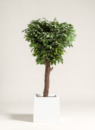 Ficus Artificial Tree With Natural Wood Trunk (3 Sizes) FLO 