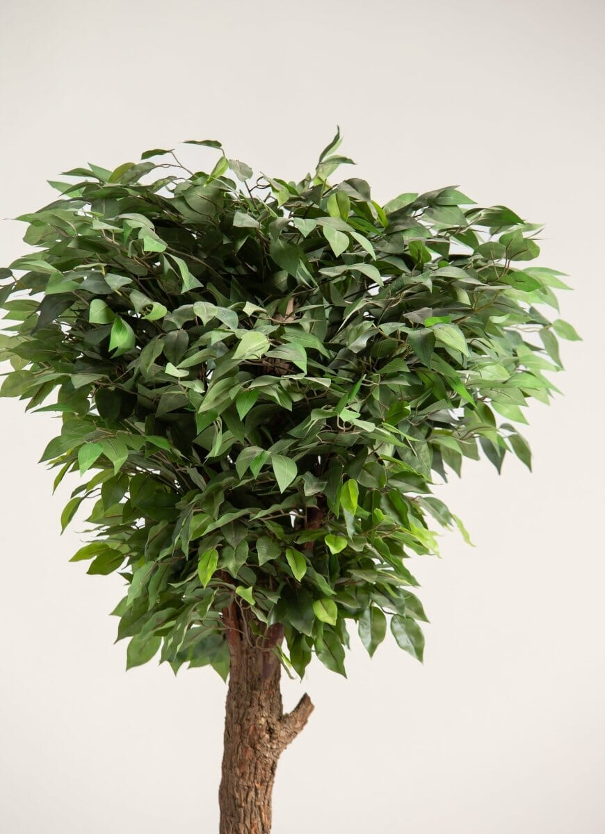 Ficus Artificial Tree With Natural Wood Trunk (3 Sizes) FLO 