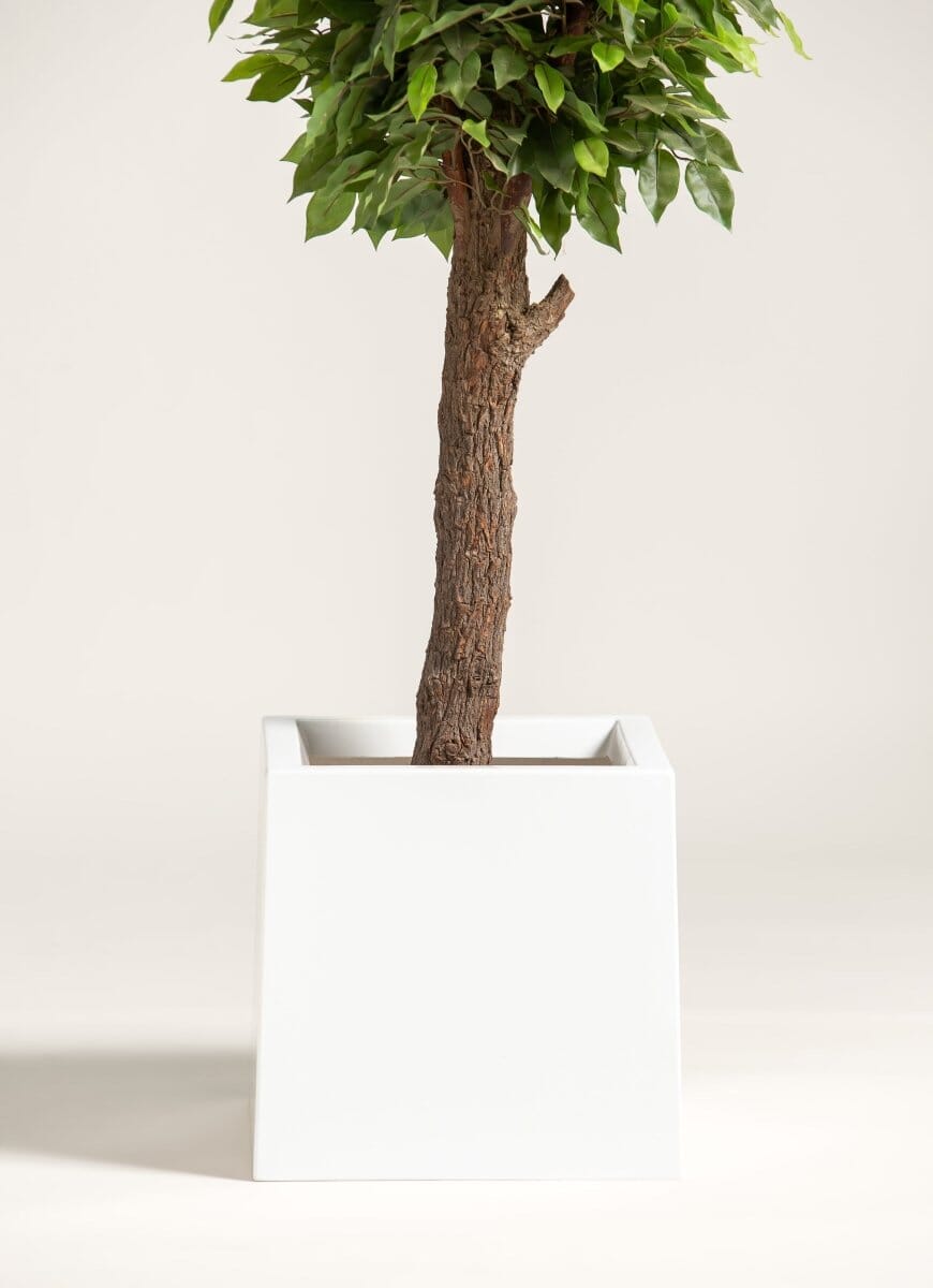 Ficusificial Tree With Natural Wood Trunk (3 Sizes)