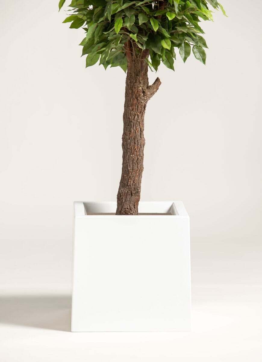 Ficus Artificial Tree With Natural Wood Trunk (3 Sizes) FLO 