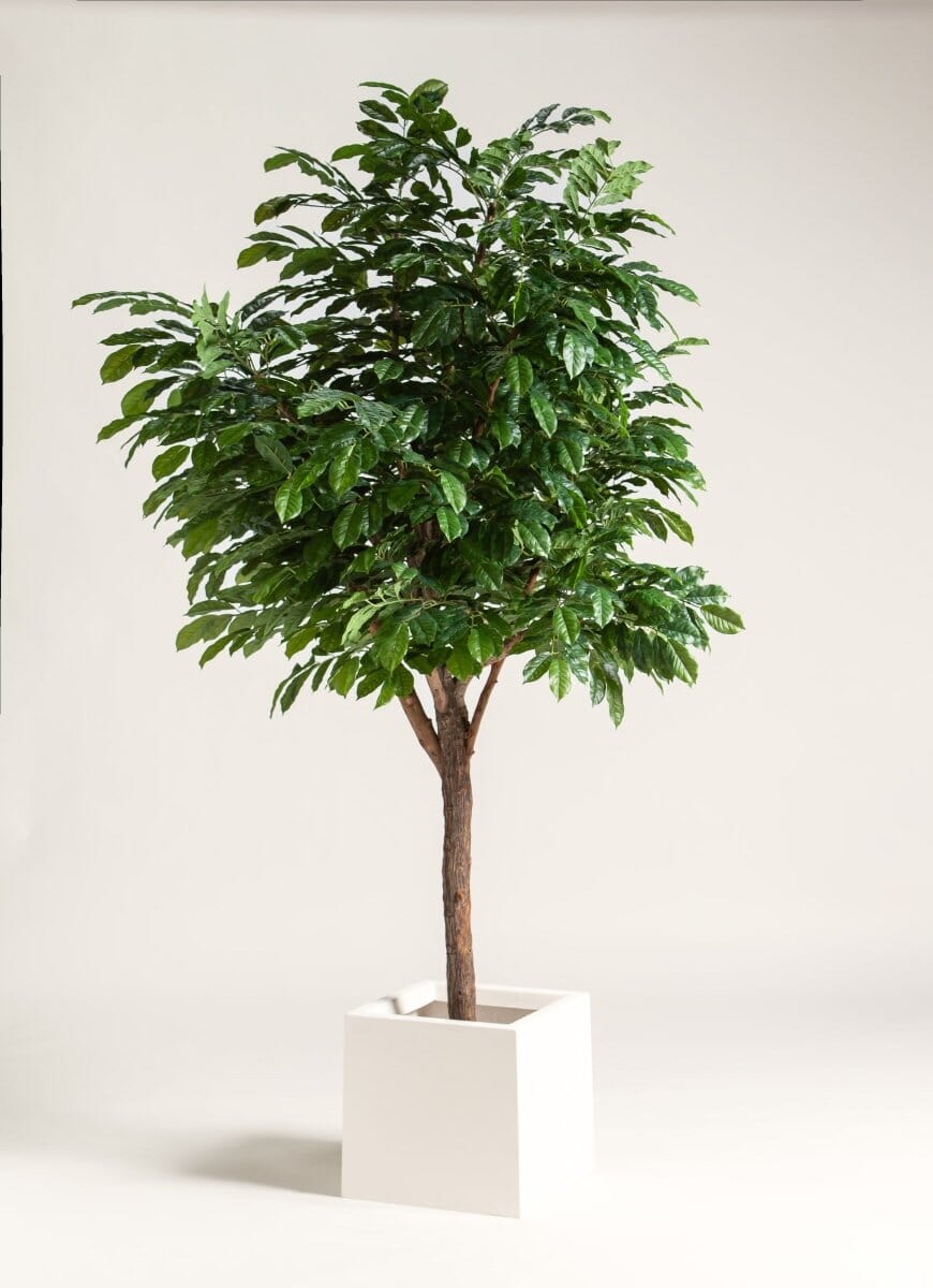 Coffea Arabica Artificial Tree With Natural Wood Trunk (3 Sizes) FLO 