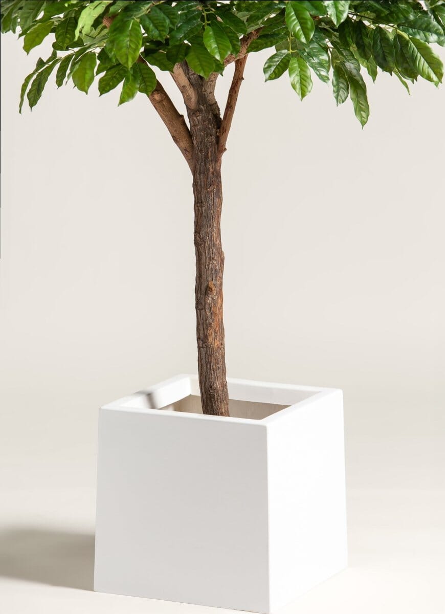 Coffea Arabicaificial Tree With Natural Wood Trunk (3 Sizes)