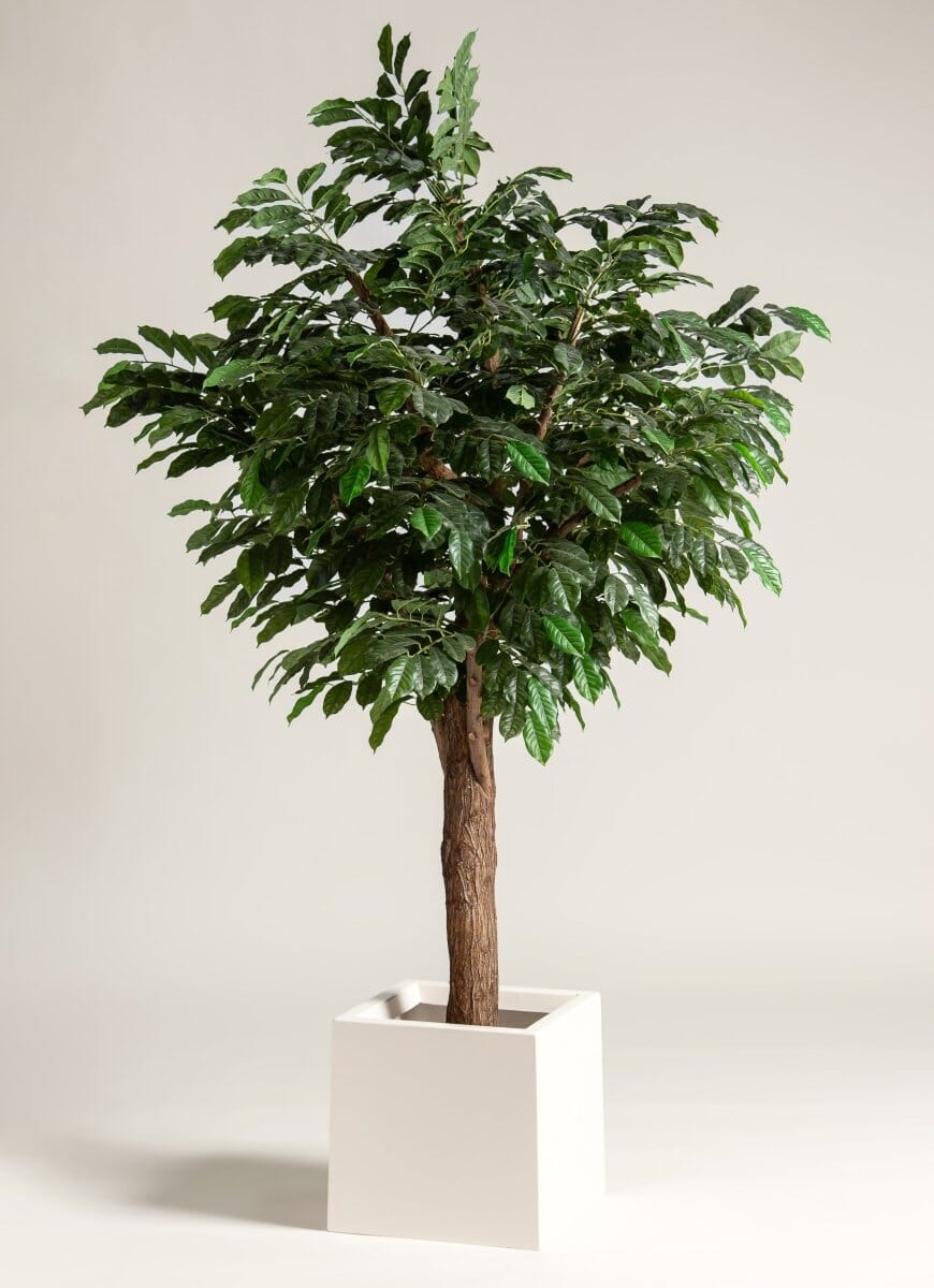 Coffea Arabica Artificial Tree With Natural Wood Trunk II (3 Sizes) FLO 