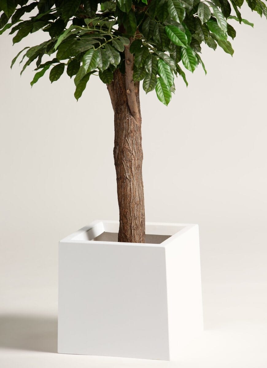 Coffea Arabicaificial Tree With Natural Wood Trunk II (3 Sizes)