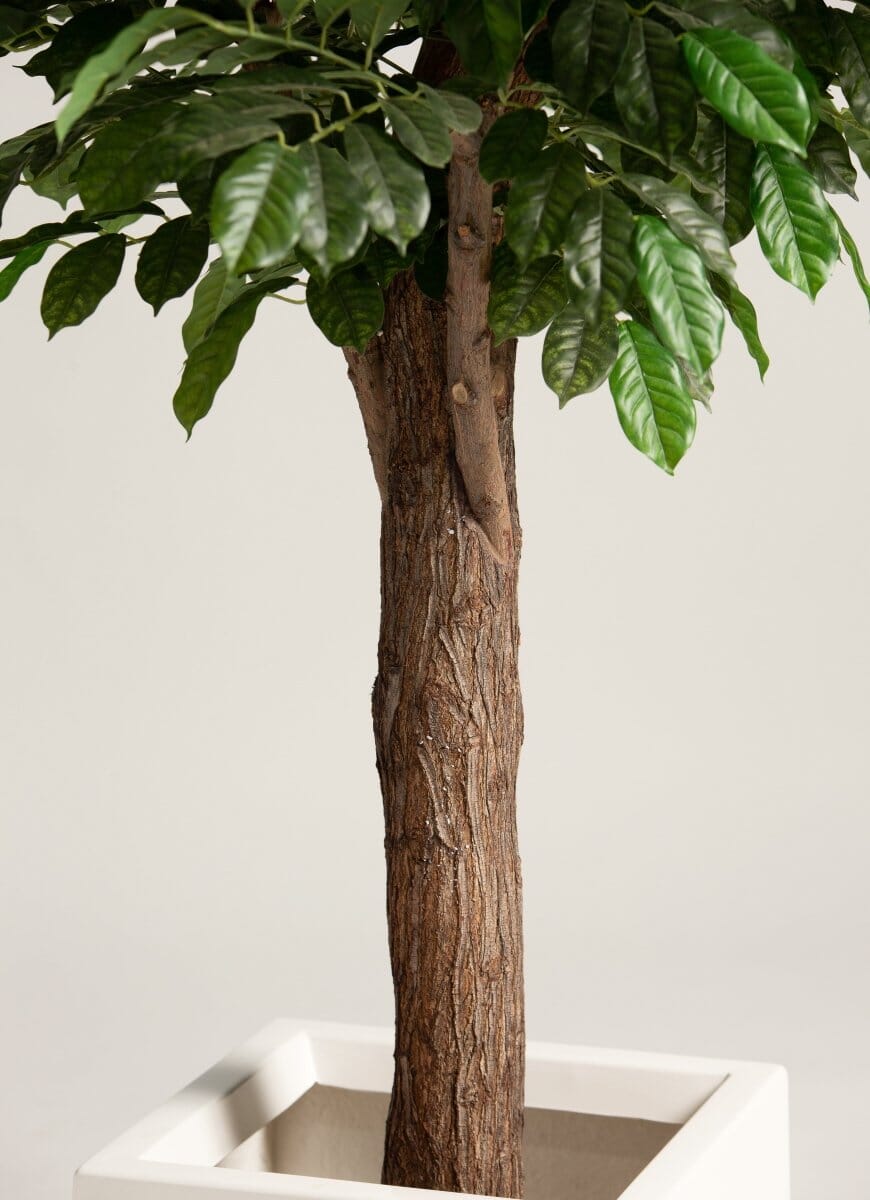 Coffea Arabicaificial Tree With Natural Wood Trunk II (3 Sizes)