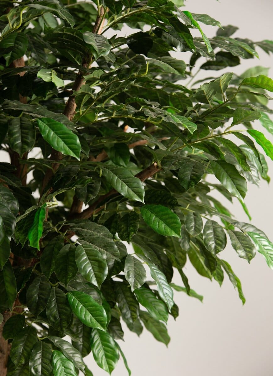 Coffea Arabicaificial Tree With Natural Wood Trunk II (3 Sizes)
