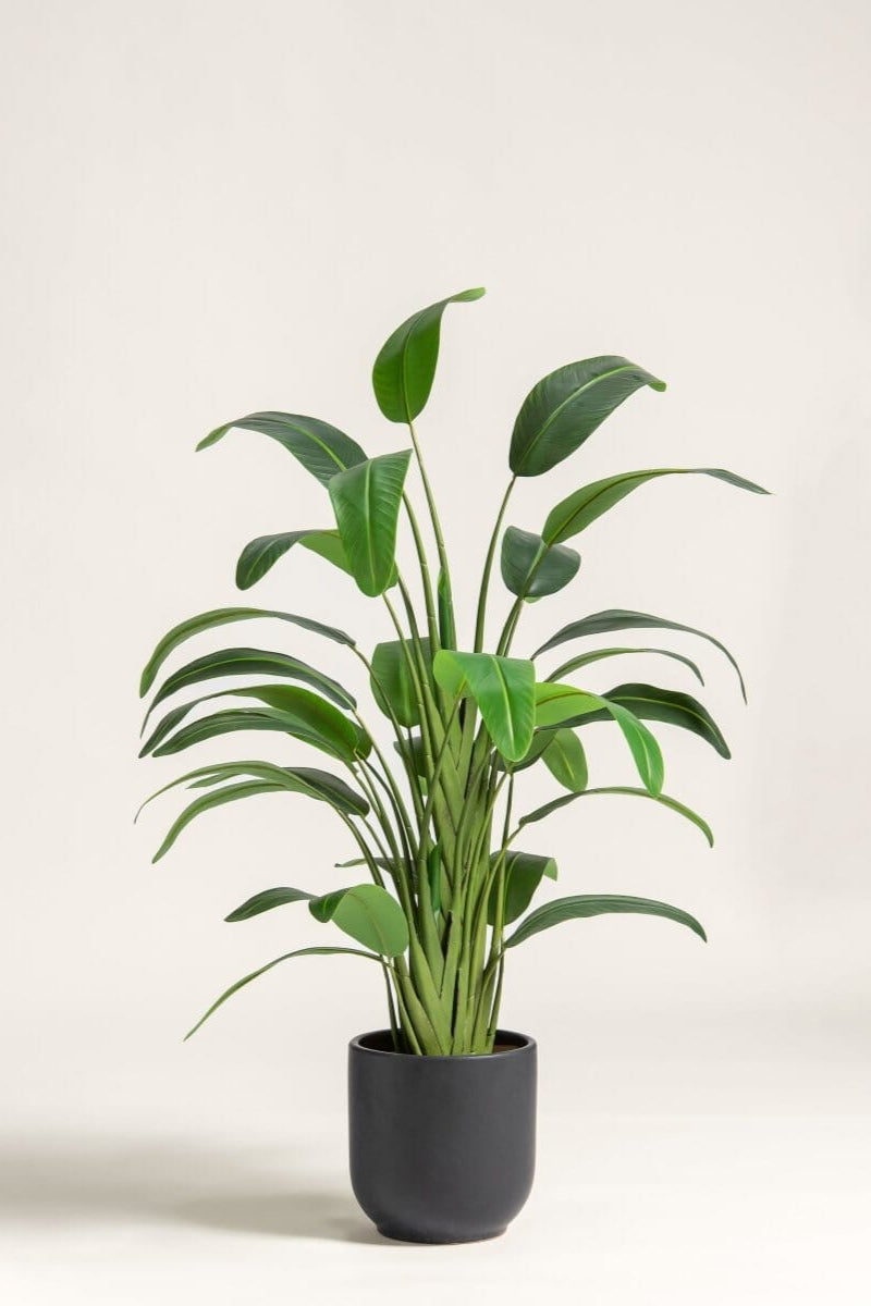 Strelitzia Nicolai Artificial Plant II