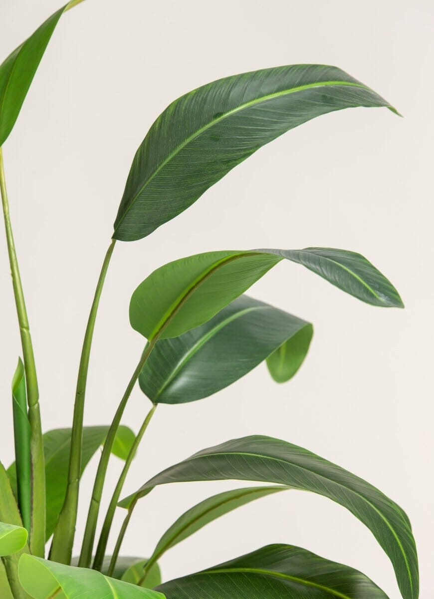 Strelitzia Nicolaiificial Plant II (4 Sizes)(Pot not included)