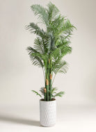 Dypsis Lutescensificial Plant (Pot not included)