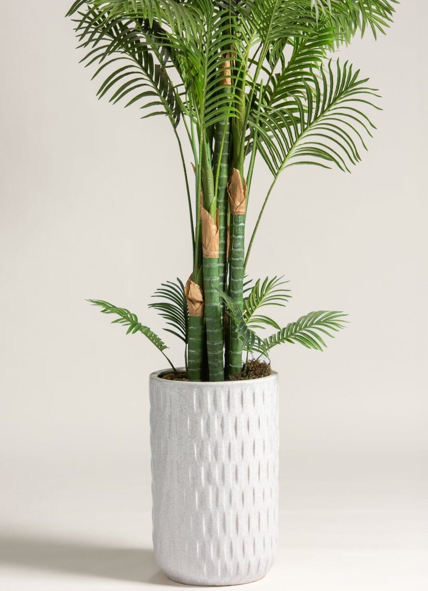 Dypsis Lutescensificial Plant (Pot not included)