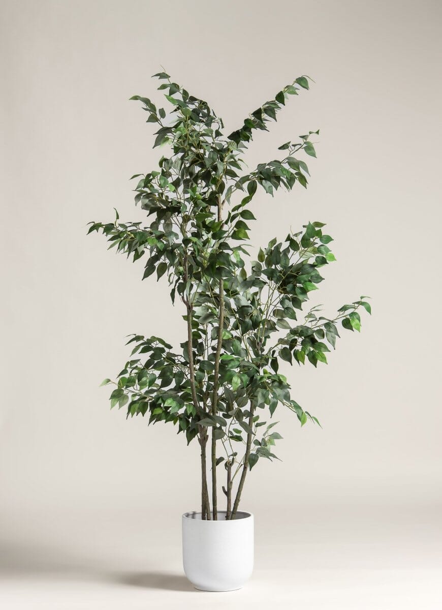 Ficus Benjamina Artificial Plant II (2 Sizes)(Pot not included) FLO 