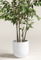 Ficus Benjaminaificial Plant II (2 Sizes)(Pot not included)