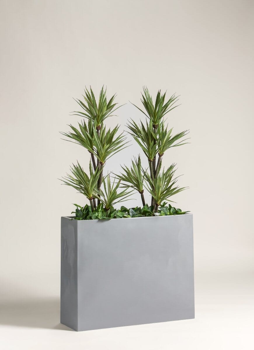 Dracaena Reflexaificial Plant with Rectangular Pot