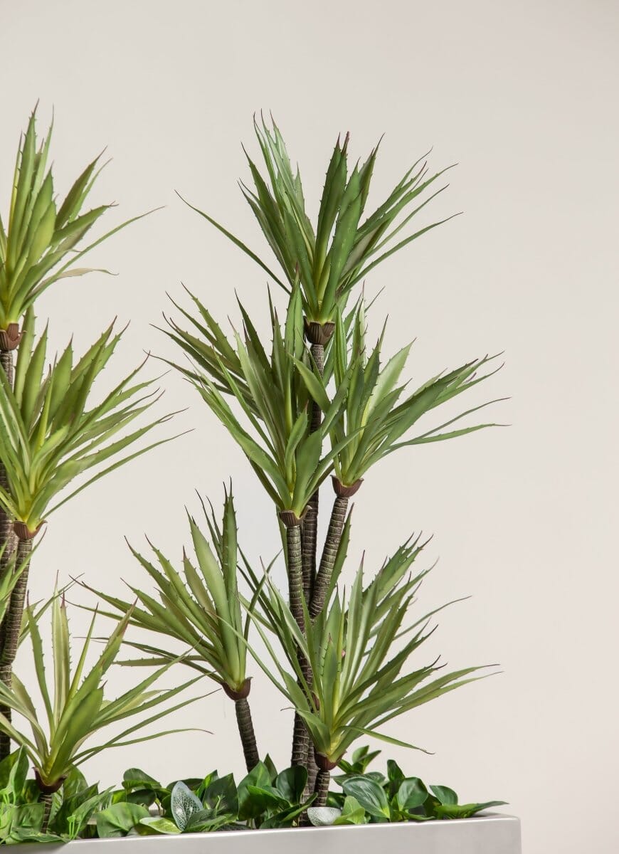 Dracaena Reflexaificial Plant with Rectangular Pot