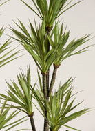 Dracaena Reflexaificial Plant with Rectangular Pot