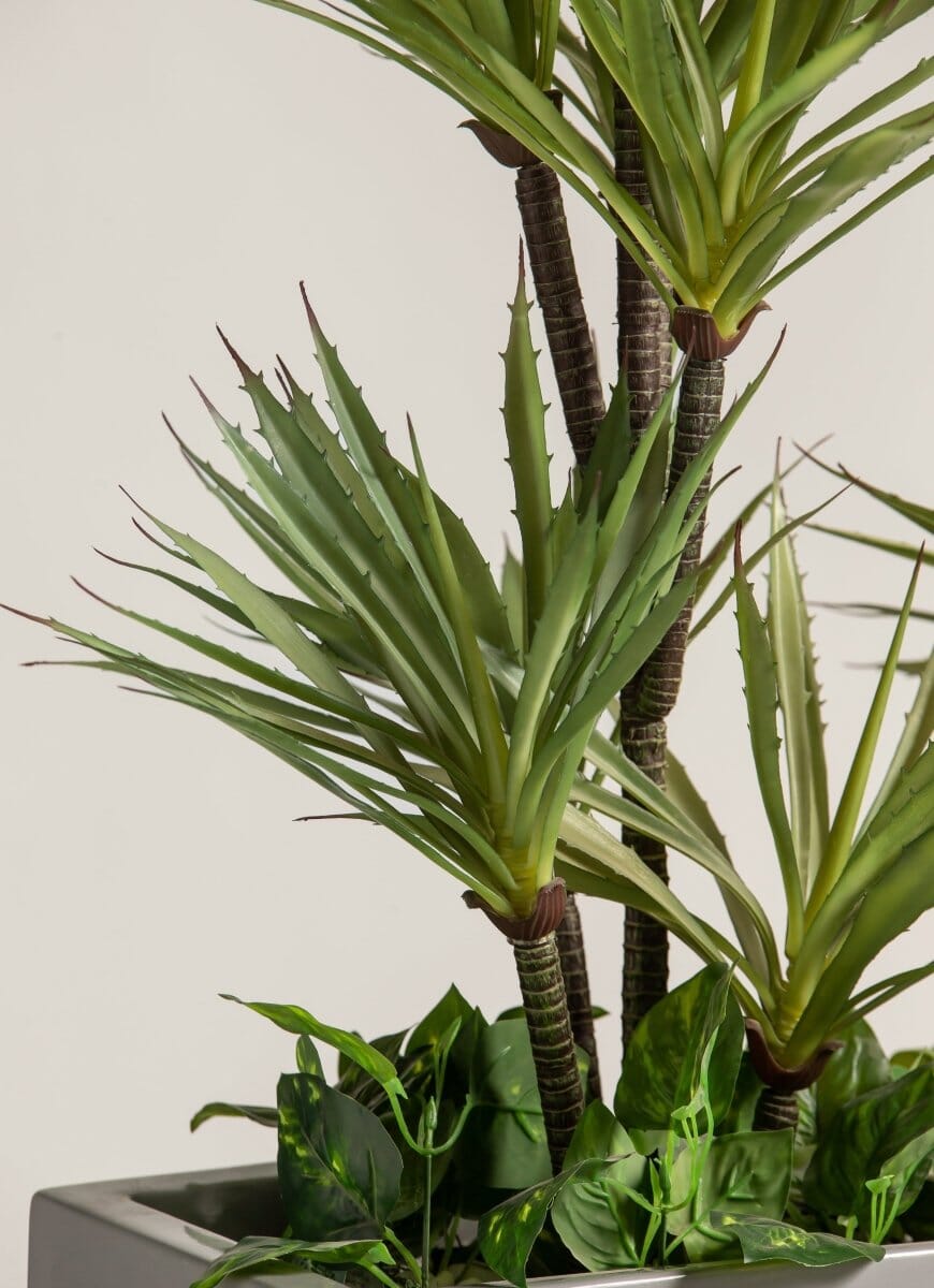 Dracaena Reflexaificial Plant with Rectangular Pot