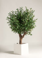 Olea Europaea Olive Tree With Natural Wood Trunk (3 Sizes)(Pot not included) FLO 