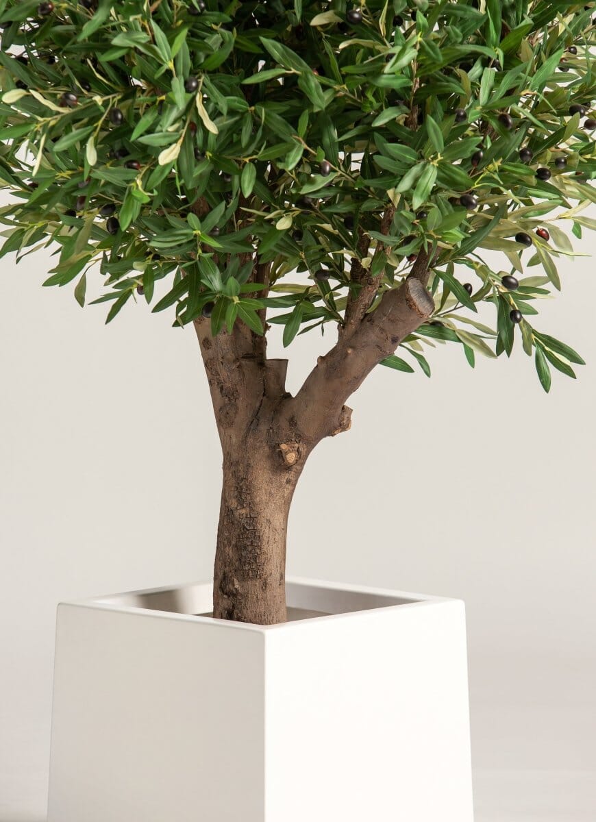Olea Europaea Olive Tree With Natural Wood Trunk (3 Sizes)(Pot not included)
