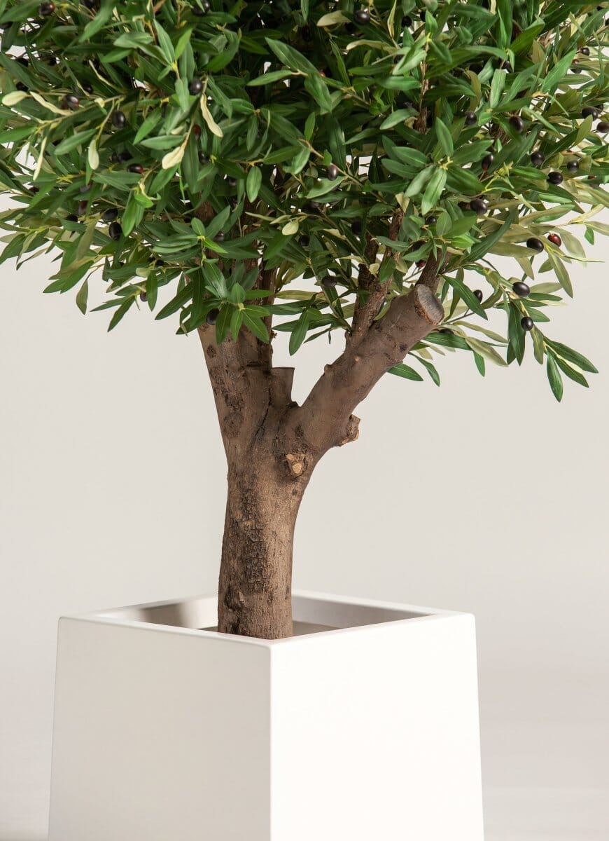 Olea Europaea Olive Tree With Natural Wood Trunk (3 Sizes)(Pot not included) FLO 