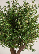 Olea Europaea Olive Tree With Natural Wood Trunk (3 Sizes)(Pot not included) FLO 