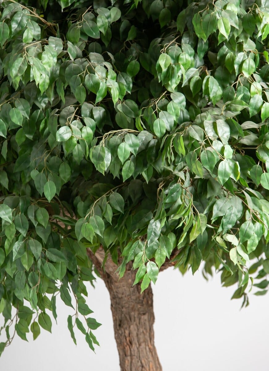 Ficus Tree With Natural Wood Trunk (3 Sizes) (Pot not included)