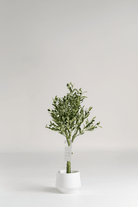 Mini Olive Tree Artificial Plant (100CM)