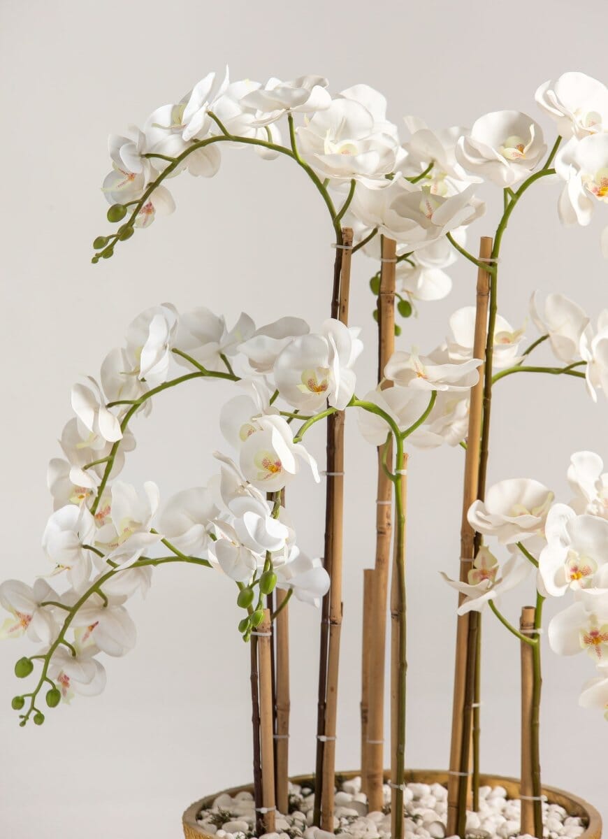 Phalaenopsis Orchidificial Plant II